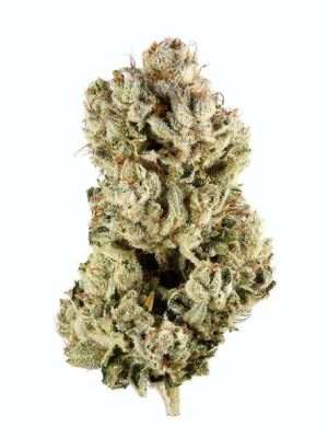 Hybrid Cannabis Strains Europe